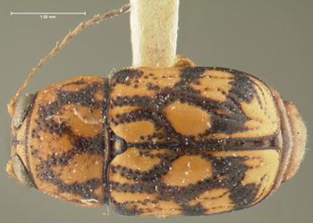Media type: image;   Entomology 24962 Aspect: habitus dorsal view